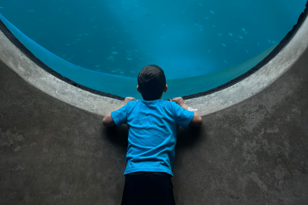 Image: A child with sensory needs is gazing into a large ocean exhibit tank in the science museum. 