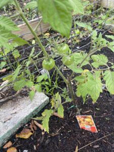 Image: A cherry tomato plant grows in a garden