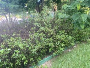 Image: An overgrown garden bed