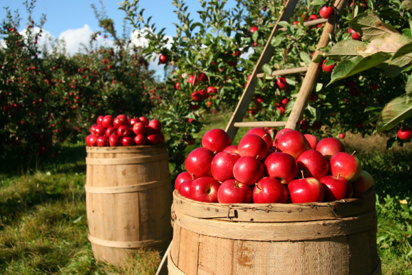 Image: Barrels of apples at an orchard