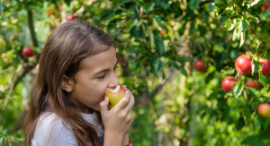 Image: A child bites into an apple at an orchard