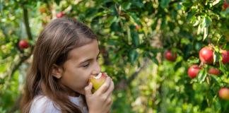 Image: A child bites into an apple at an orchard