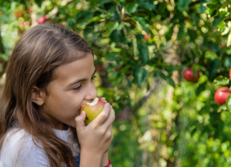 Image: A child bites into an apple at an orchard