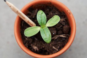 SproutWorld