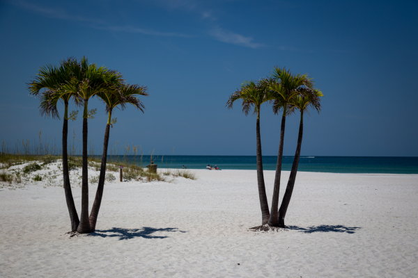 Image: Palm trees at St. Pete Beach in St. Petersburg, FL