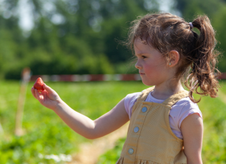 Image: A girl holds a strawberry she just picked from a field