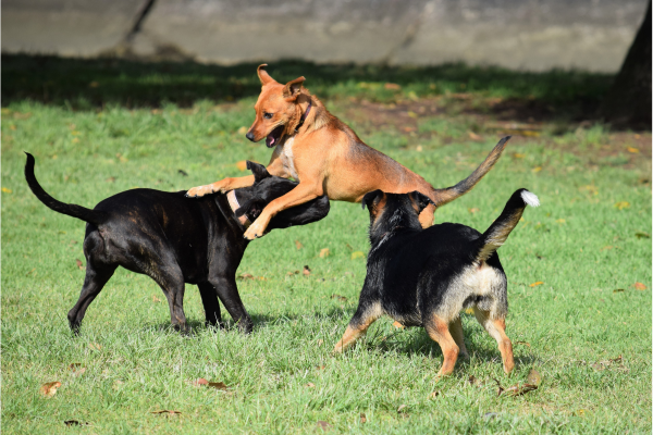 Image: 3 dogs playing at a dog park