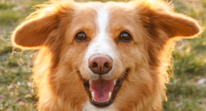 Image: A happy dog in the grass