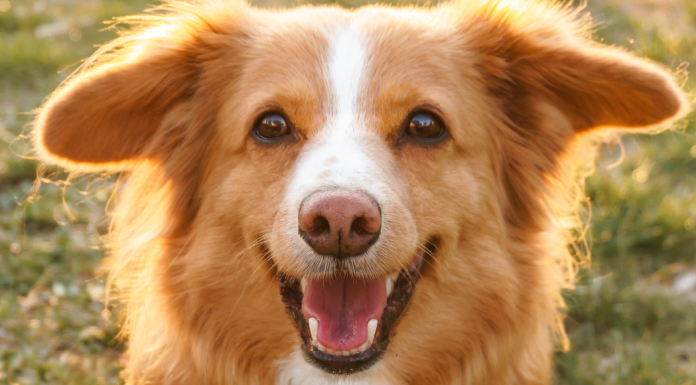 Image: A happy dog in the grass