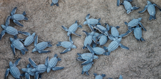 Image: Sea turtles hatch from their nest