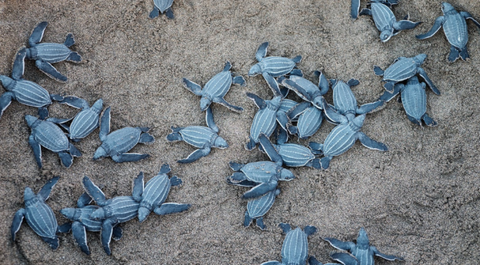 Sea Turtle Encounters In & Around Miami Image: Sea turtles hatch from their nest