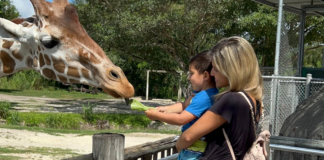 Image: A mother and son feed a giraffe at Zoo Miami