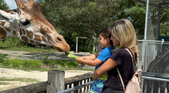 The 10 Best Child-Friendly Activities in Miami Image: A mother and son feed a giraffe at Zoo Miami