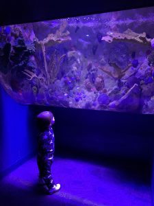 A young child at Ripley's Aquarium of the Smokies