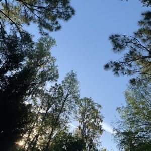 Trees against a blue sky