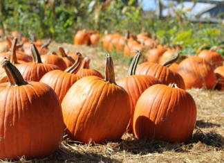 Miami Fall Bucket List: Making It Feel Like Fall in South Florida A pumpkin patch