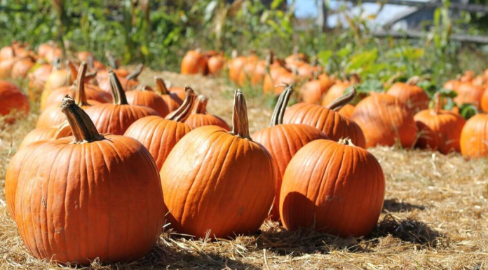 Miami Fall Bucket List: Making It Feel Like Fall in South Florida A pumpkin patch