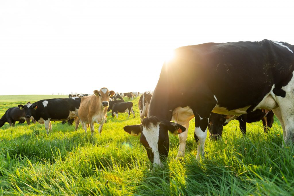 organic valley milk Cows grazing in a pasture