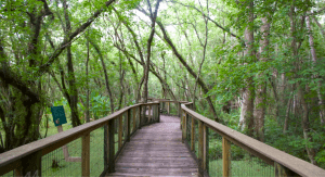 A path winds through a wooded area