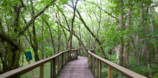 A path winds through a wooded area