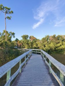 A path extending into the trees at Everglades National Park