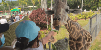 Kids feed a giraffe at Lion Country Safari