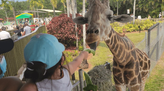 Day Trips: 4 Kid-Friendly Destinations Near Miami Kids feed a giraffe at Lion Country Safari