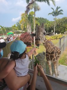 Feeding giraffes at Lion Country Safari