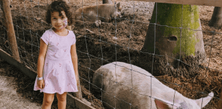 Image: A little girl standing next to the pig pen at a local farm (Winter Break Bucket List: Have Fun & Make Lasting Memories | Dr. Bob Lynda Lantz Editor Miami Mom Collective)