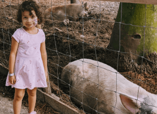 Winter Break Bucket List: Have Fun & Make Lasting Memories | Dr. Bob Image: A little girl standing next to the pig pen at a local farm (Winter Break Bucket List: Have Fun & Make Lasting Memories | Dr. Bob Lynda Lantz Editor Miami Mom Collective)