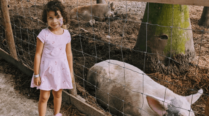 Winter Break Bucket List: Have Fun & Make Lasting Memories | Dr. Bob Image: A little girl standing next to the pig pen at a local farm (Winter Break Bucket List: Have Fun & Make Lasting Memories | Dr. Bob Lynda Lantz Editor Miami Mom Collective)