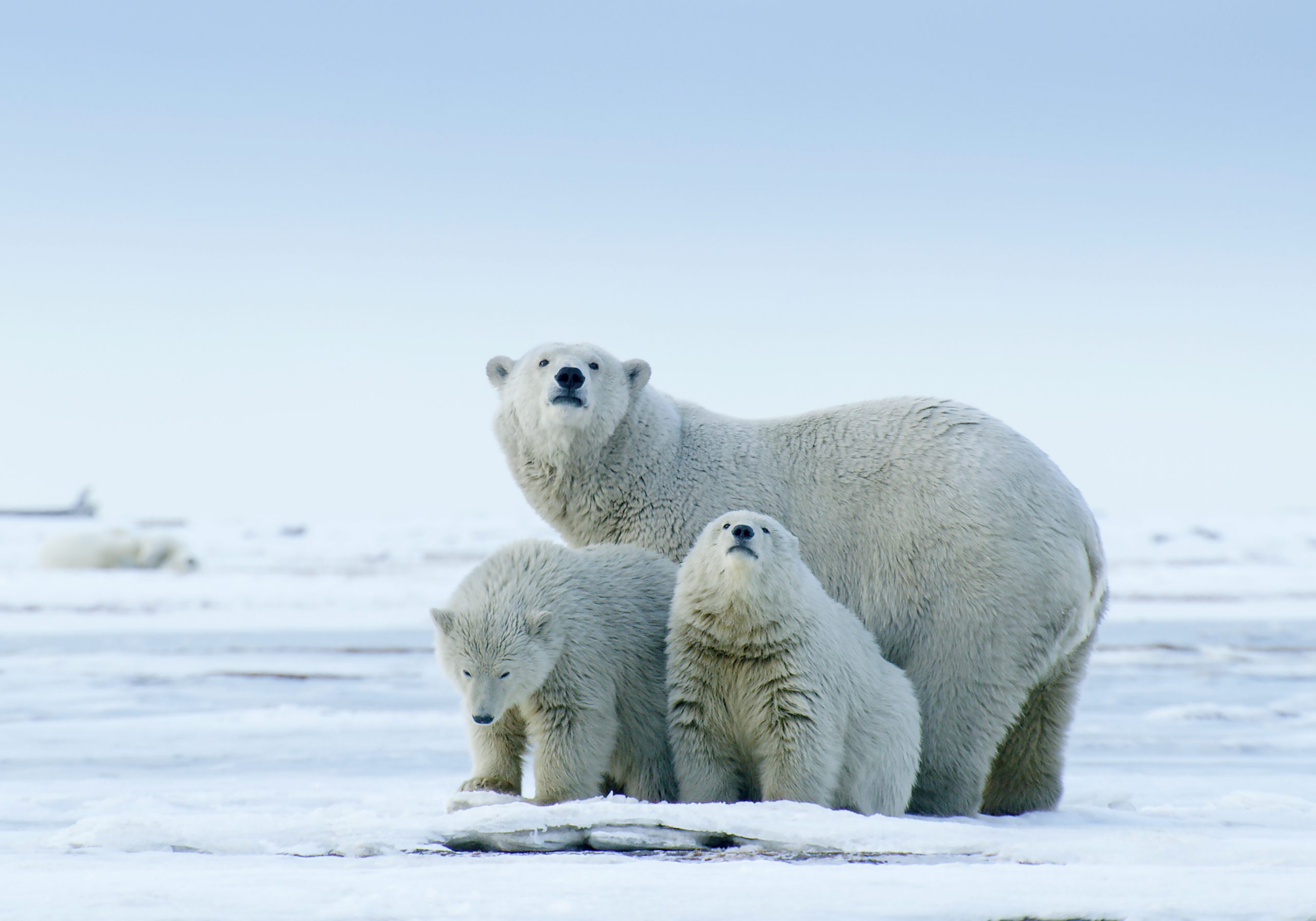 Now Showing at MODS! The Arctic: Our Last Greatest Wilderness