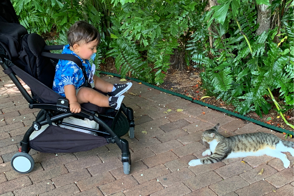 Image: Bella's son watching a six-toed cat