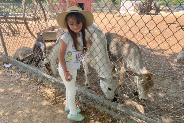Image: A young child visiting the animals at Robert Is Here