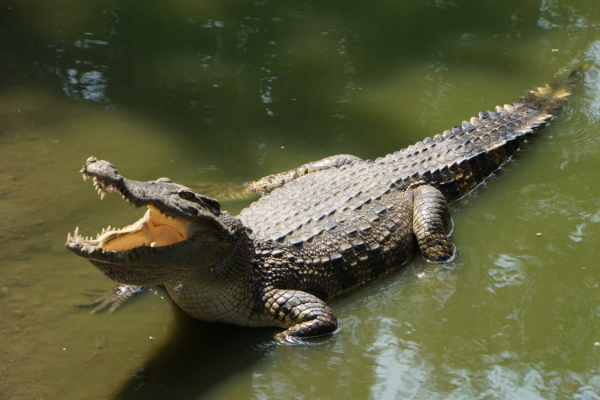 Crocodile on Body of Water by Sergey Mishakov from Pexels MMC Contributor Jessica Alvarez-Ducos 