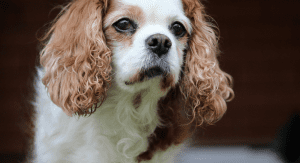 Monica's dog (Summer Pup Popsicles From a Dietitian's Dog To You Monica Moreno Contributor Miami Mom Collective)