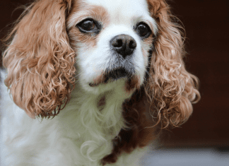Summer Pup Popsicles From a Dietitian’s Dog To You A picture of Monica's dog (Summer Pup Popsicles From a Dietitian's Dog To You Monica Moreno Contributor Miami Mom Collective)
