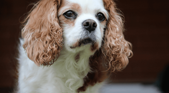 A picture of Monica's dog (Summer Pup Popsicles From a Dietitian's Dog To You Monica Moreno Contributor Miami Mom Collective)