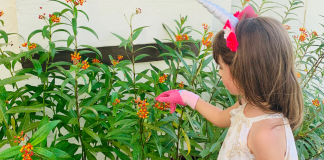 Jessica's daughter tending their butterfly garden (Butterfly Gardening in South Florida Jessica Alvarez-Ducos Contributor Miami Mom Collective)