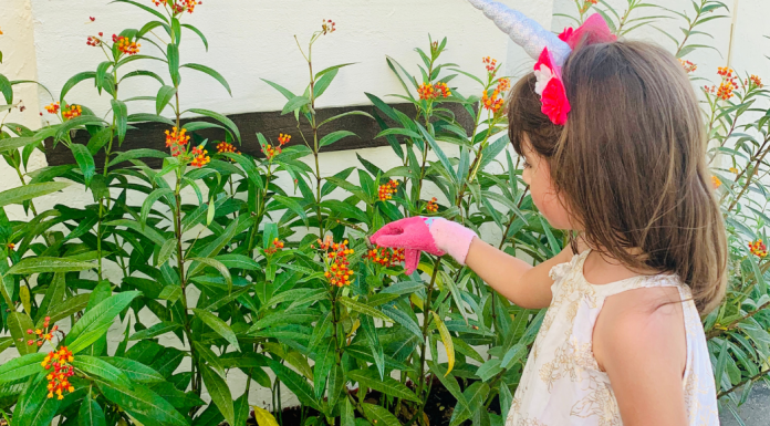 Jessica's daughter tending their butterfly garden (Butterfly Gardening in South Florida Jessica Alvarez-Ducos Contributor Miami Mom Collective)