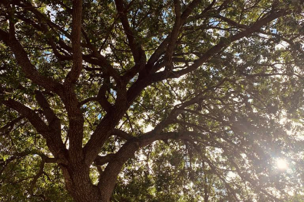 A beautiful oak trees (Love Where You Live: Why I Love Living in Miami Lakes Jacqueline Jebian Garcia Contributor Miami Mom Collective)
