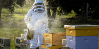 Kristina in her beekeeper suit, tending to her bees (Beekeeping: How the Bees Found Me Kristina Fiorentino Contributor Miami Mom Collective)