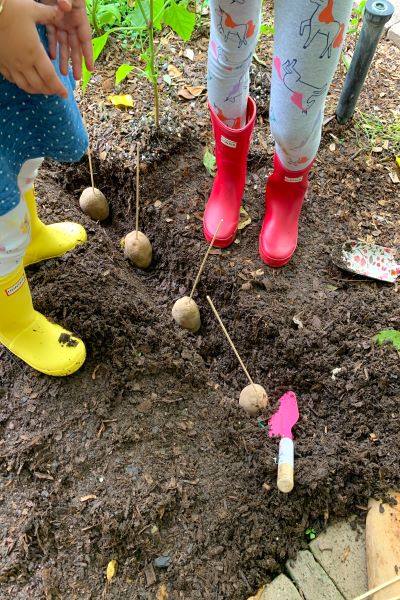 Planting potatoes (Aymee Blanco Contributor Miami Mom Collective)