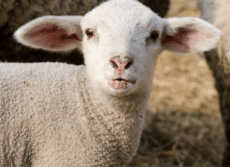 Passover + Easter Nutrition Hacks: ALL THE EGGS In Your Basket Image: A white lamb