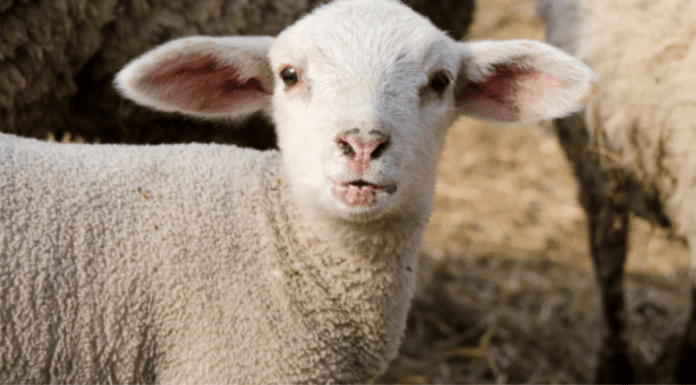 Passover + Easter Nutrition Hacks: ALL THE EGGS In Your Basket Image: A white lamb
