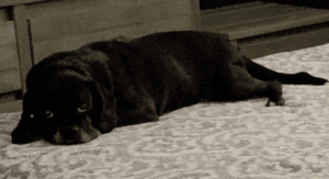 Alisa's dog (Happy St. Patrick's Day: My Husband's 3 Day Corned Beef Brisket Alisa Britton Contributor Miami Mom Collective)