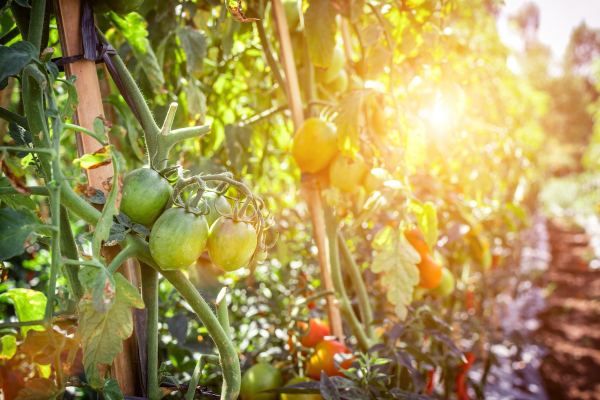Fall Gardening Guide: Tips and Ideas for Gardening in Miami! Ana-Sofia DuLaney
