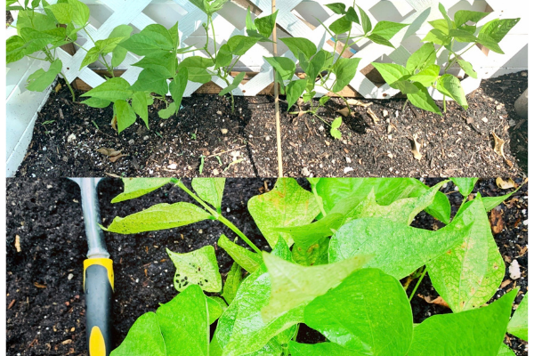 Fall Gardening Guide: Tips and Ideas for Gardening in Miami! Ana-Sofia DuLaney