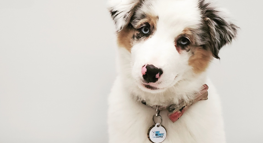 Puppy Survival: Welcoming the New Member of the Family Ailyn Quesada Contributor Miami Moms Blog