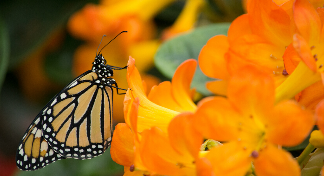 5 tips para plantar un jardín de mariposas en Miami 5 tips para plantar un jardín de mariposas en Miami Caro Mejia Contributor Miami Moms Blog